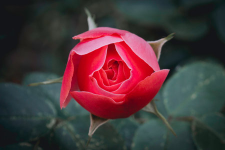 Beautiful red rose in the garden, vintage color tone.の写真素材