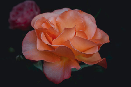 Beautiful orange rose in the garden, vintage tone, selective focusの写真素材