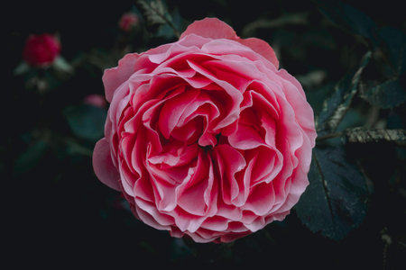 Beautiful pink rose on a black background. Tinting. Selective focusの写真素材