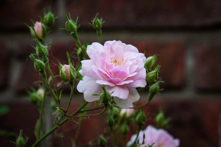 Pink rose with buds on a background of a red brick wall.の写真素材