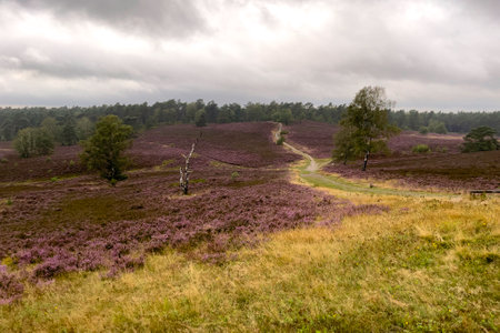 Impressions from the LÃ¼neburg Heath. Fischbecker Heide near Hamburg.の写真素材