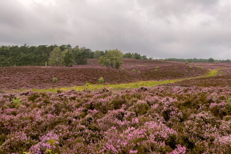 Impressions from the LÃ¼neburg Heath. Fischbecker Heide near Hamburg.の写真素材