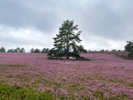 Impressions from the LÃ¼neburg Heath. Fischbecker Heide near Hamburg.の写真素材