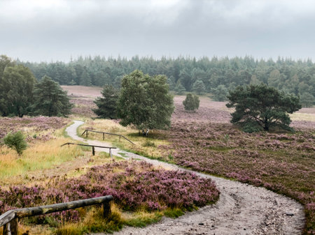 Impressions from the LÃ¼neburg Heath. Fischbecker Heide near Hamburg.の写真素材