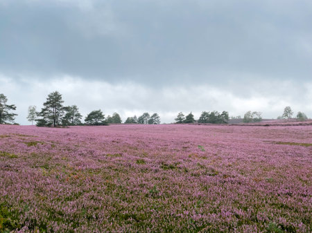 Impressions from the LÃ¼neburg Heath. Fischbecker Heide near Hamburg.の写真素材