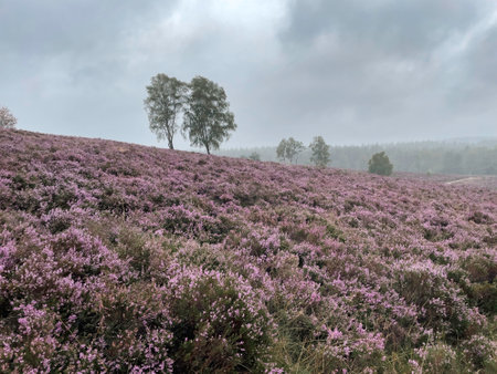 Impressions from the LÃ¼neburg Heath. Fischbecker Heide near Hamburg.の写真素材