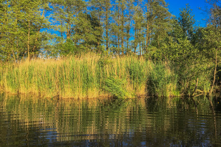 Forest lake with reeds and trees on a sunny day in springの写真素材