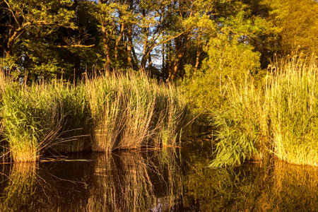 Reflection of trees and grass in the water at sunset. Autumn landscape.の写真素材