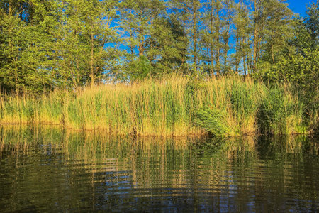 The shore of a lake with reeds and trees in the backgroundの写真素材
