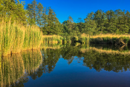 Beautiful landscape with lake and forest reflected in water at summer dayの写真素材