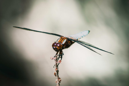 Dragonfly perched on a twig in the garden, Thailand.