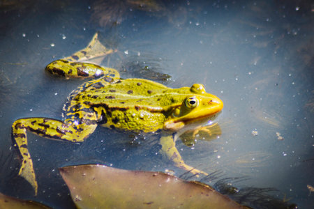 Frog in the water. Green frog in the lake. Green frog in the water.の写真素材
