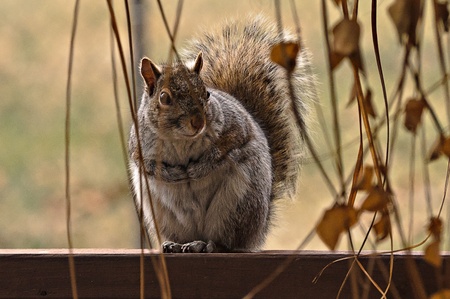Squirrelの写真素材