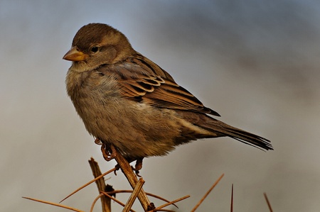 Sparrowの写真素材