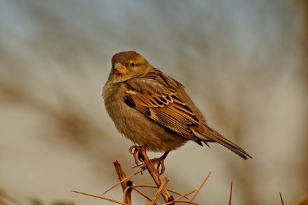 sparrowの写真素材