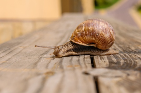 snails pass through a crack in the wood の写真素材