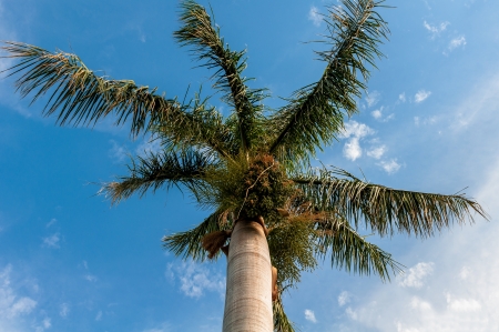 palm tree perspective view from floor high upの写真素材