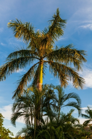 palm tree, perspective view from the bottom upの写真素材