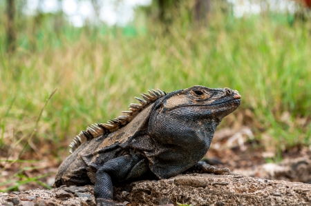 A iguana relaxes on stone tiles  costa ricaの写真素材