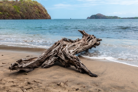 Driftwood on the beach in the shape of the animalの写真素材