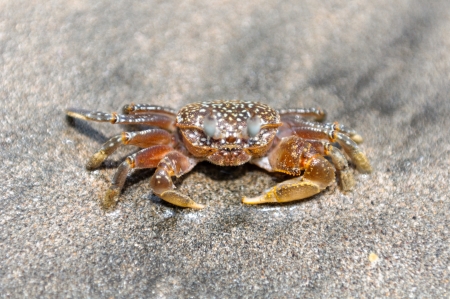 ghost crab walking on the beach-costaricaの写真素材