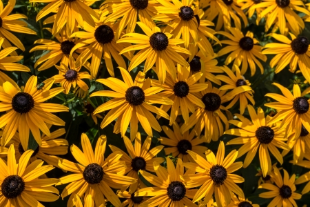 Close Up of Black-Eyed Susans flowersの写真素材