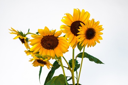 beautiful bright sunflowers isolated on white backgroundの写真素材