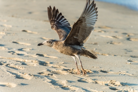 seagull start to fly out of the sandの写真素材