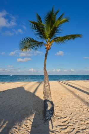 Palm on caribbean beach with white sand,Punta Cana Dominican Republic の写真素材
