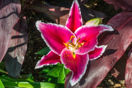 beautiful pink lilies in the gardenの写真素材