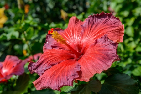 beautiful red hibiscus in the gardenの写真素材