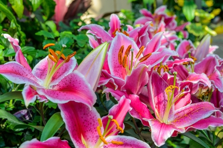 beautiful red lilies in the gardenの写真素材