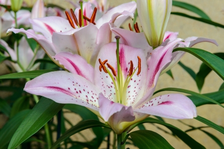 beautiful white and pink lilies in the gardenの写真素材
