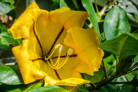 beautiful yellow flower close-upの写真素材