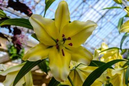 beautiful yellow lilies in the gardenの写真素材