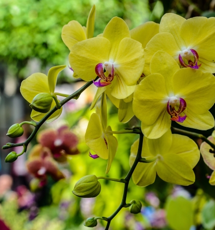beautiful yellow orchid in the gardenの写真素材