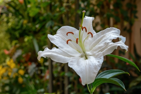 beautiful white  lilies in the gardenの写真素材