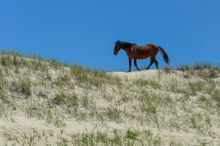 spanish mustang wild horse on the dunes in north carolinaの写真素材