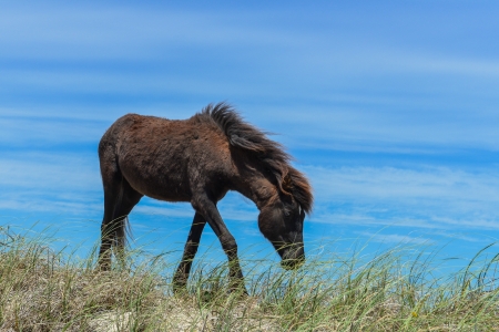 spanish mustang wild horse on the dunes in north carolinaの写真素材