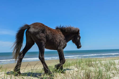 spanish mustang wild horse on the dunes in north carolinaの写真素材