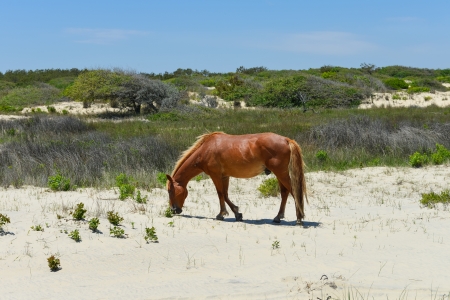 spanish mustang wild horse on the dunes in north carolinaの写真素材