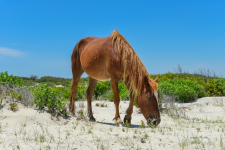 spanish mustang wild horse on the dunes in north carolinaの写真素材