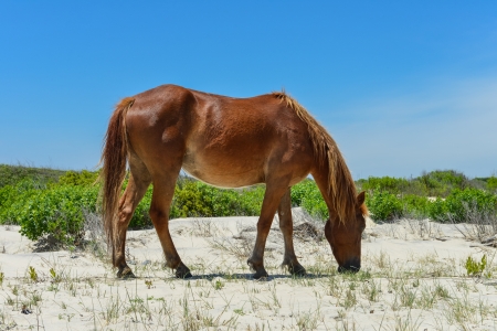 spanish mustang wild horse on the dunes in north carolinaの写真素材