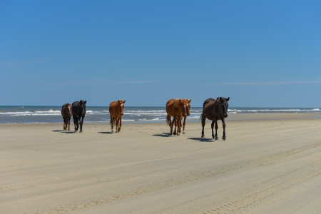 Spanish mustangs wild horses on the beach in north carolinaの写真素材