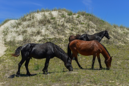 spanish mustangs wild horses on the dunes in north carolinaの写真素材