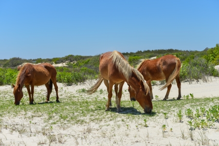 spanish mustangs wild horses on the dunes in north carolinaの写真素材