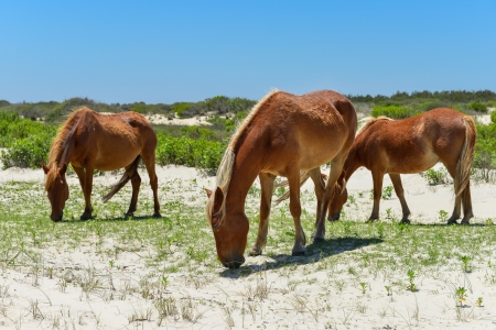 spanish mustangs wild horses on the dunes in north carolinaの写真素材