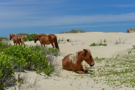 spanish mustangs wild horses on the dunes in north carolinaの写真素材
