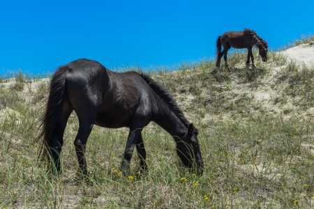 spanish mustangs wild horses on the dunes in north carolinaの写真素材