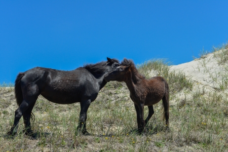 spanish mustangs wild horses on the dunes in north carolinaの写真素材